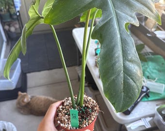 0013 - 4” (Possible Reverted)Philodendron Golden Dragon Variegated (Rooted Propagation) (3 Mid Cuts)