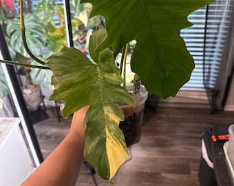 トップカット フロリダビューティx トータム Philodendron Florida