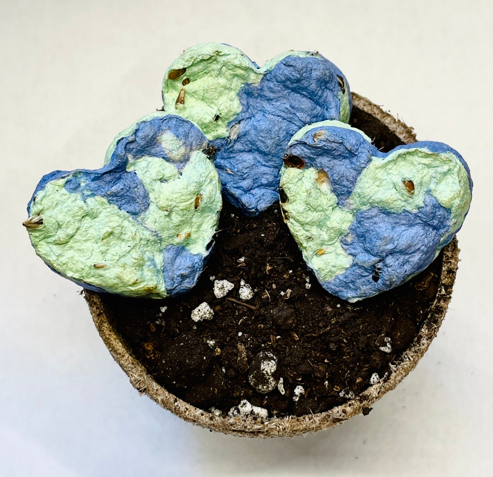 Earth Day Wildflower Seed Bombs Etsy Canada