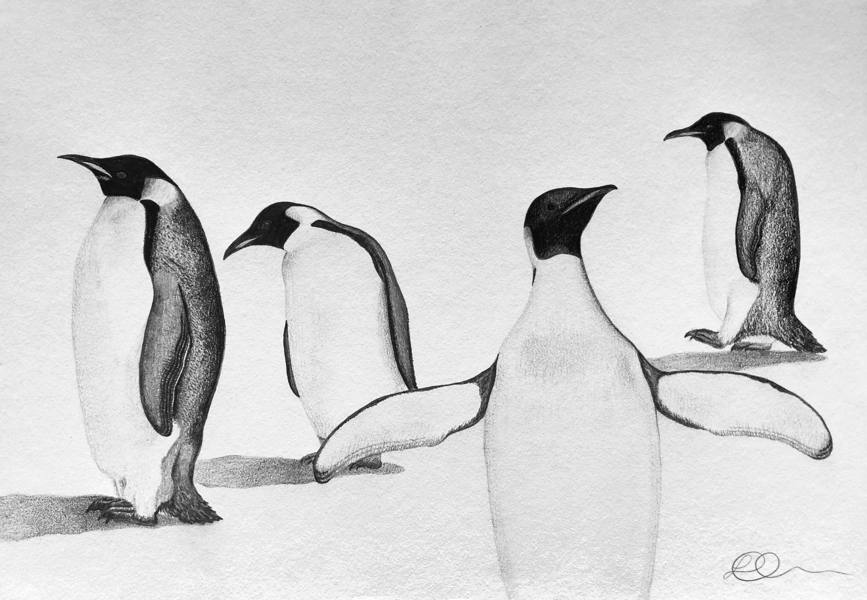 PENGUIN ARTWORK / ANIMAL Drawing Graphite Sketch / Penguin Wall Art ...