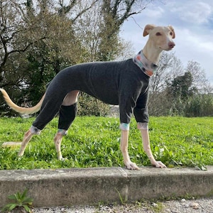 Pajama for All Dogs - All Sizes - Greyhound, Whippet, Galgos