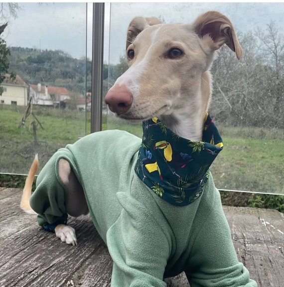 Pyjama pour chien Toutes tailles Pyjama Greyhound Whippet Pyjamas pour nimporte quel chien Etsy France
