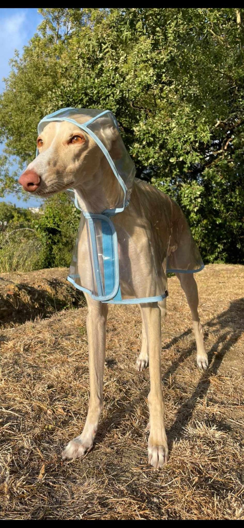 Manteau de pluie pour chien, manteau d'hiver imperméable doublé avec sangle à clip réglable toutes tailles pour lévrier, whippet et tous les chiens image 2