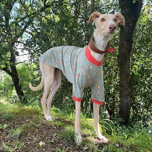T-Shirt Greyhound, Pyjama Greyhound, Saluki, Whippet, Wolfhound, Deerhound, Barzoi, Sloughi, Afghan hound / Ropa para Greyhound - 6 Tailles