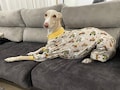 Dog Pajamas - All Sizes - Pajamas Greyhound, Whippet - Pajamas for any dog product logo