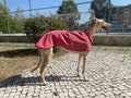 Waterproof Winter Lined Dog Rain Coat with Adjustable Clip Strap - All Sizes for Greyhound, Whippet and All Dogs product logo