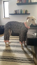 Pajama Greyhound, Saluki Sighthound, Whippet, Wolfhound, Deerhound, Borzoi, Sloughi, Afghan hound / Ropa para Greyhound - 6 Sizes product logo