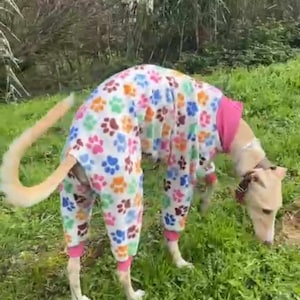 Dog Pajama - All Sizes - Pajama Greyhound, Whippet - Pajamas for any dog