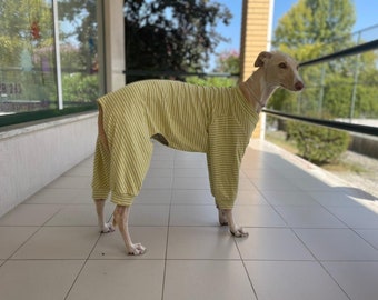 Pigiama per levriero, Saluki, Whippet, levriero lupo, levriero, Borzoi, Sloughi, levriero afgano / Ropa para Greyhound, dogs clothes- 6 Sizes