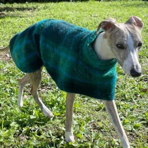 Pode incluir: Um cão Whippet vestindo um suéter de lã azul-esverdeado e verde. O cão está andando na grama verde.