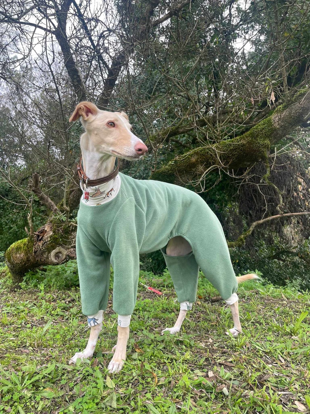 Dog Pajama - All Sizes - Pajama Greyhound, Whippet - Pajamas for Any ...
