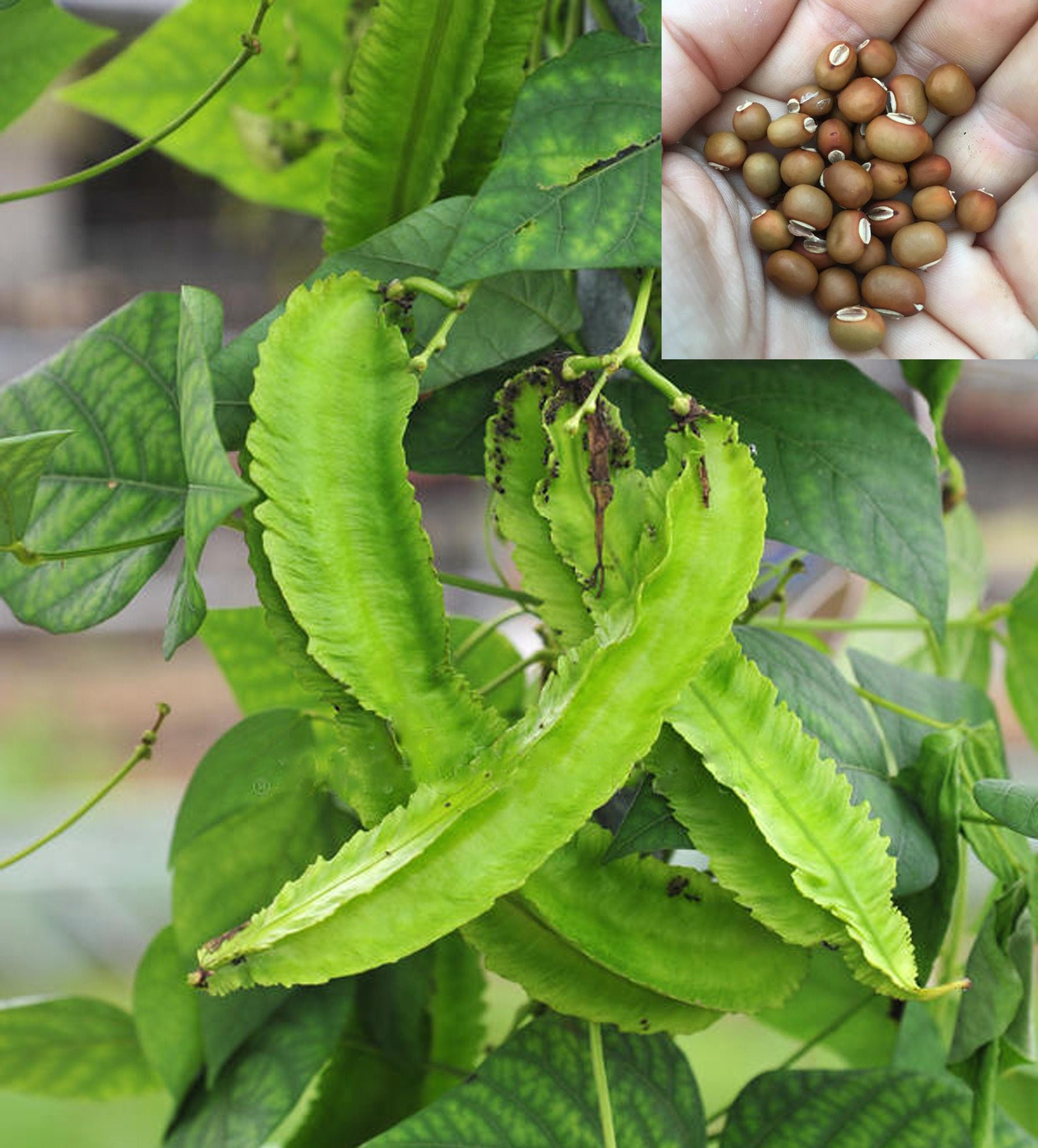 100 Live Winged beans seeds winged beans seeds pack for Etsy