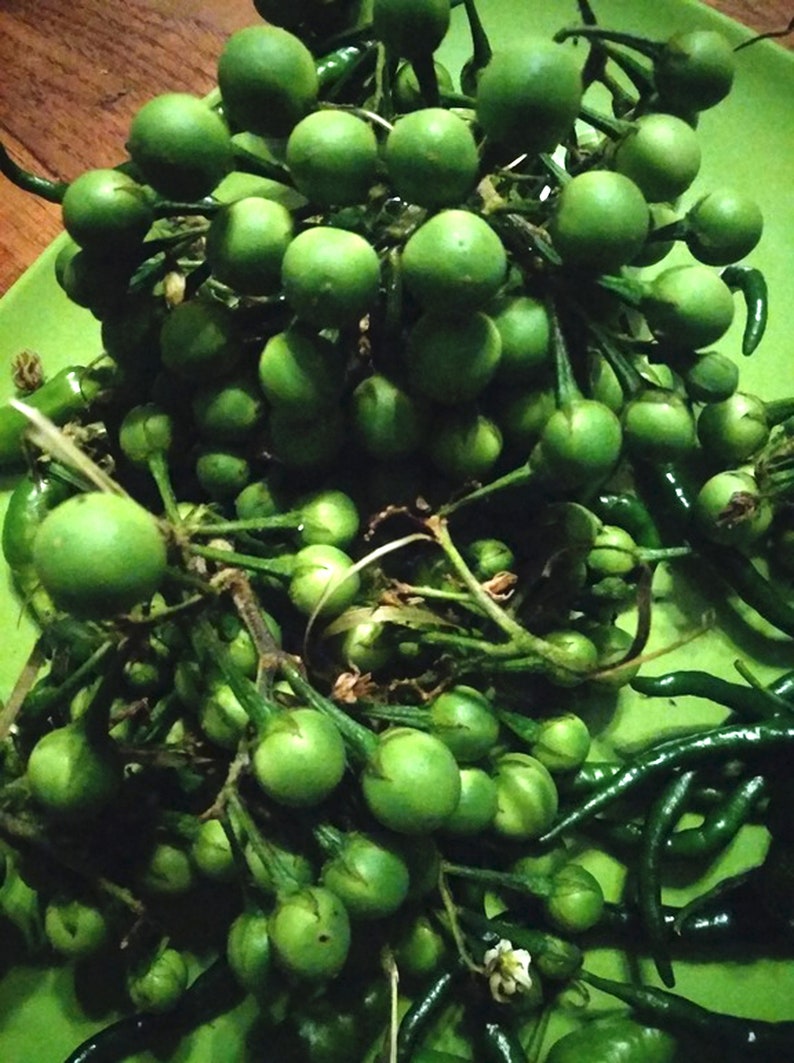 100/% Live Egg plant seeds Best seeds for garden Solanum torvum Turkey berry Thai Pea Eggplant devil/'s fig 100 Pea Eggplant Seeds