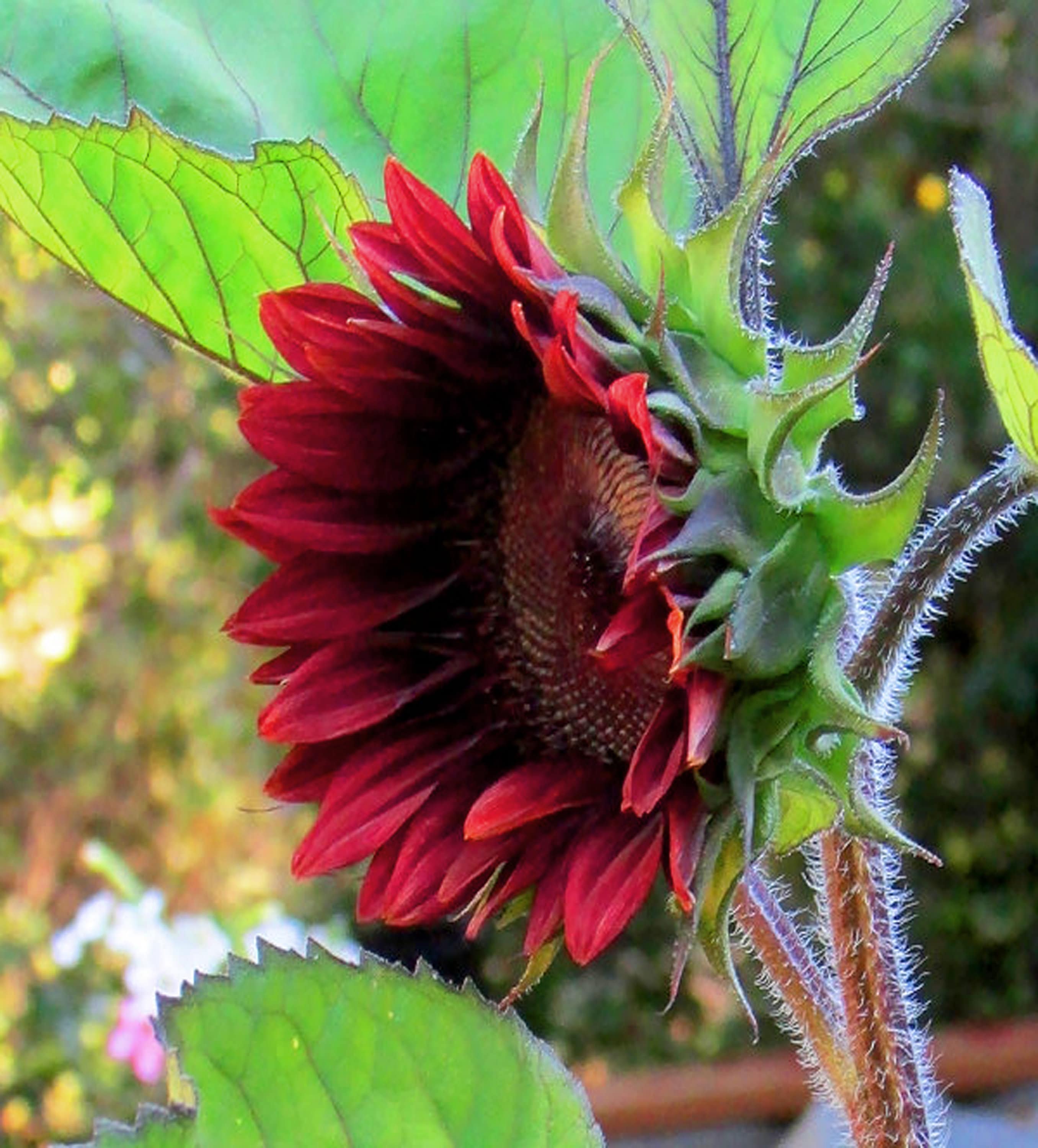 List 102+ Pictures Pictures Of Red Sunflowers Stunning
