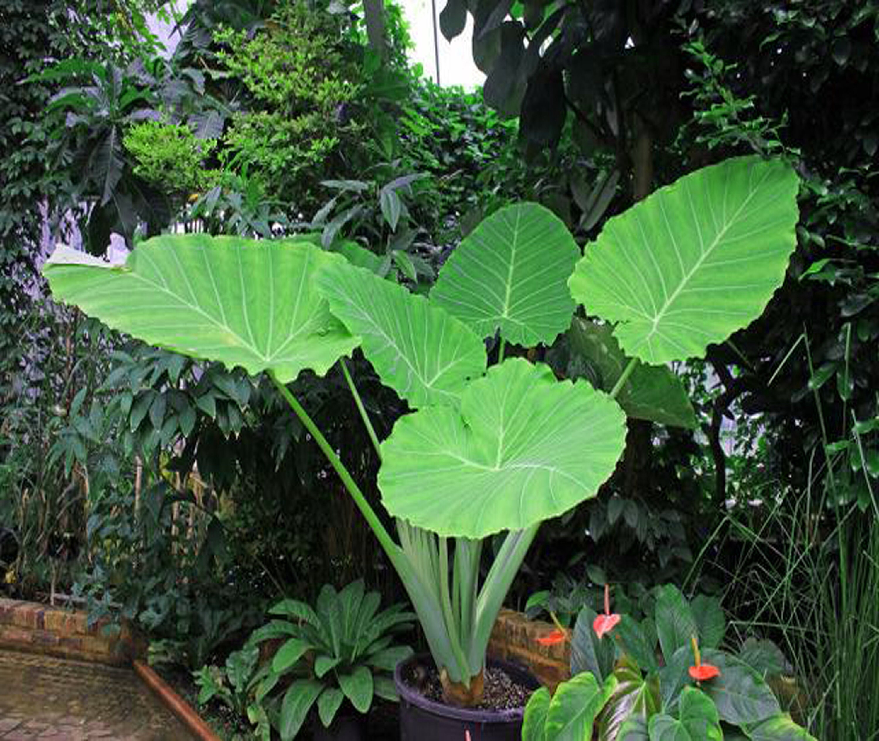 2 Giant Elephant Ear Bulbs Huge Leaf Elephant Ear Bulbs Etsy