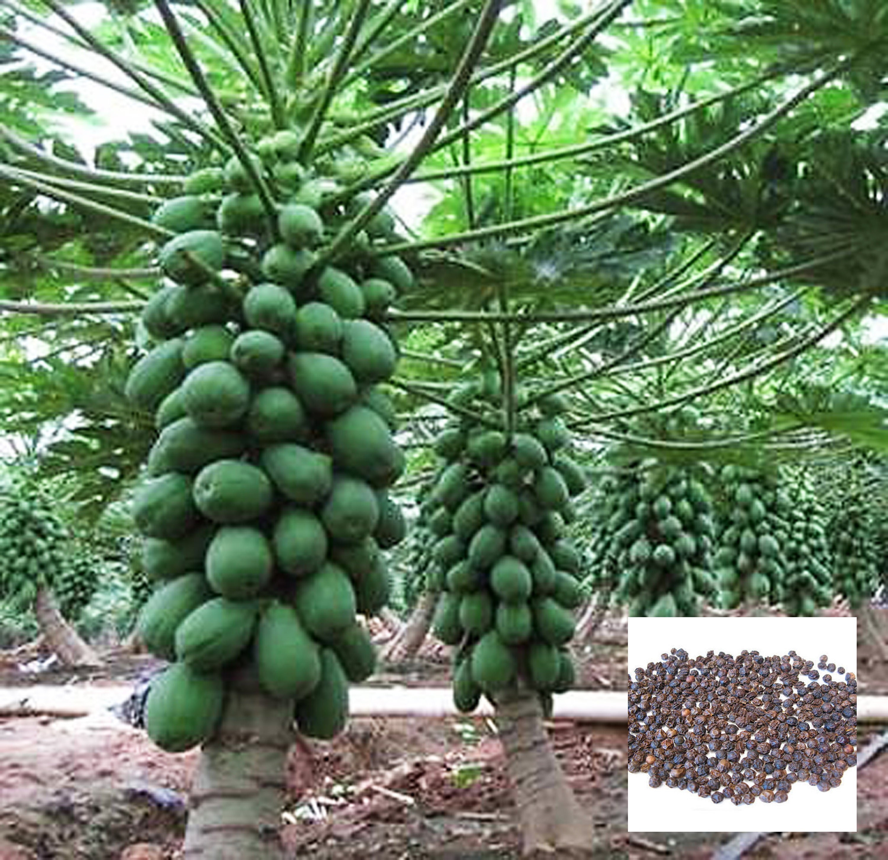 Hybrid papaya 100 Live Dwarf Papaya seeds Carica papaya Etsy