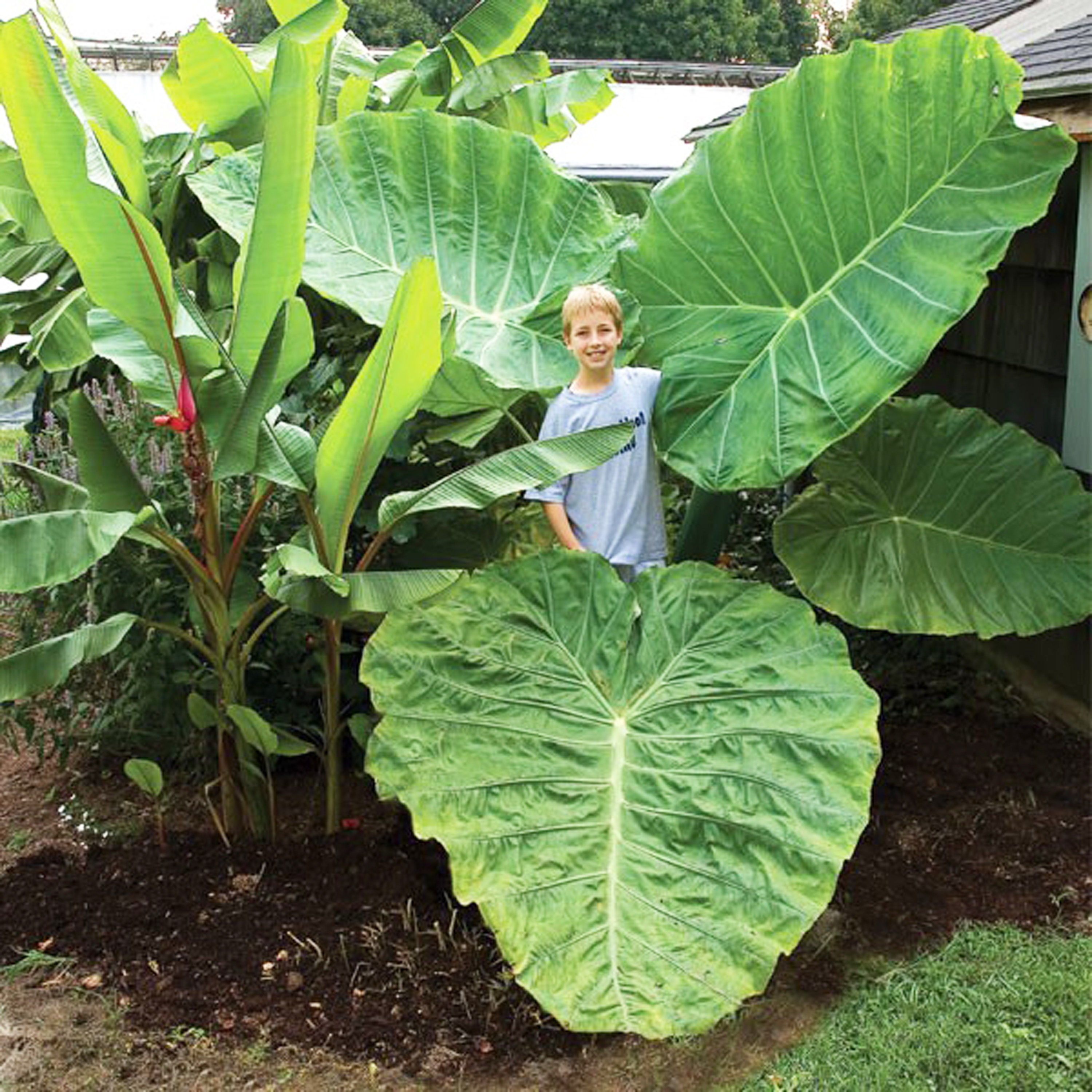 GIANT Elephant Ear Bulbs - Colocasia | Upright Alocasia Elephant Ear …