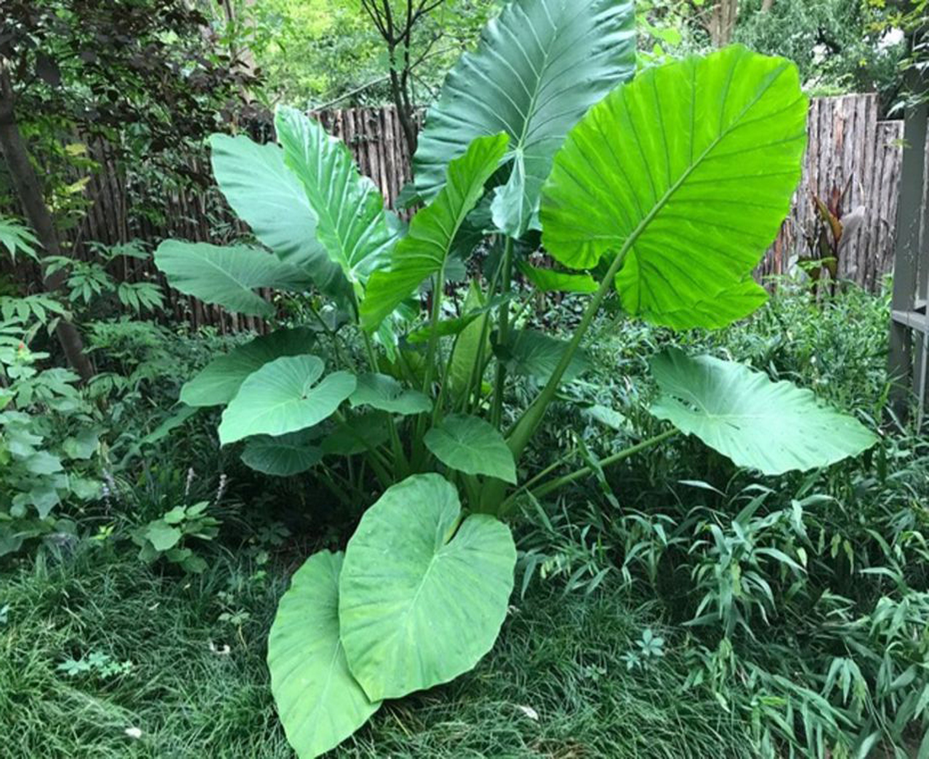 Bulbi Orecchia Di Elefante Colocasia - 5 Bulbi, Pianta Perenne, Per Vaso O Giardino - Foto 4