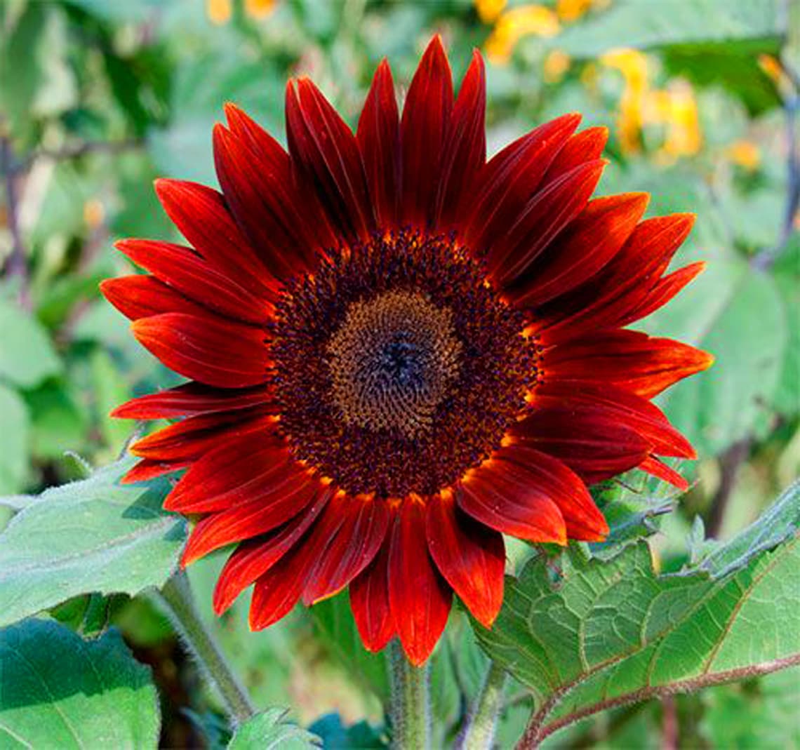 Red Sunflower Seeds Helianthus Annuus Flower Seeds Best | Etsy
