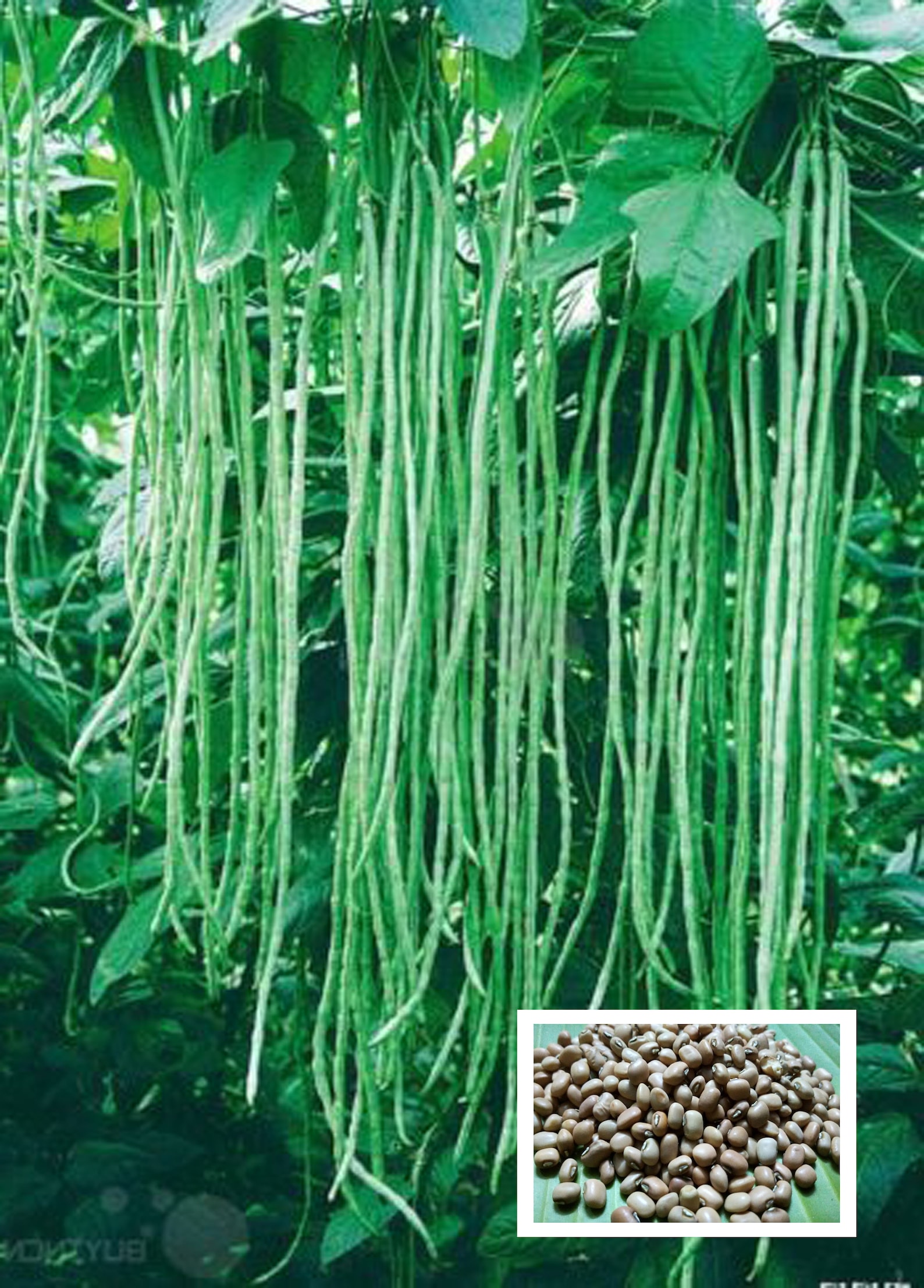 Long beans seeds 100 Live Seeds Best Quality seeds for Etsy