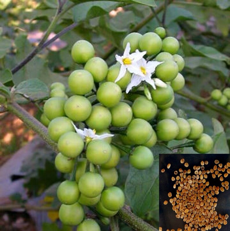 100/% Live Egg plant seeds Best seeds for garden Solanum torvum Turkey berry Thai Pea Eggplant devil/'s fig 100 Pea Eggplant Seeds