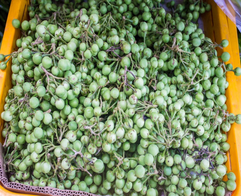 100/% Live Egg plant seeds Best seeds for garden Solanum torvum Turkey berry Thai Pea Eggplant devil/'s fig 100 Pea Eggplant Seeds