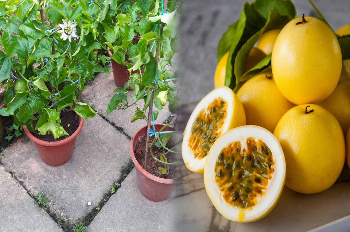Yellow passion fruit plant seeds Passion fruit seeds Sri Etsy