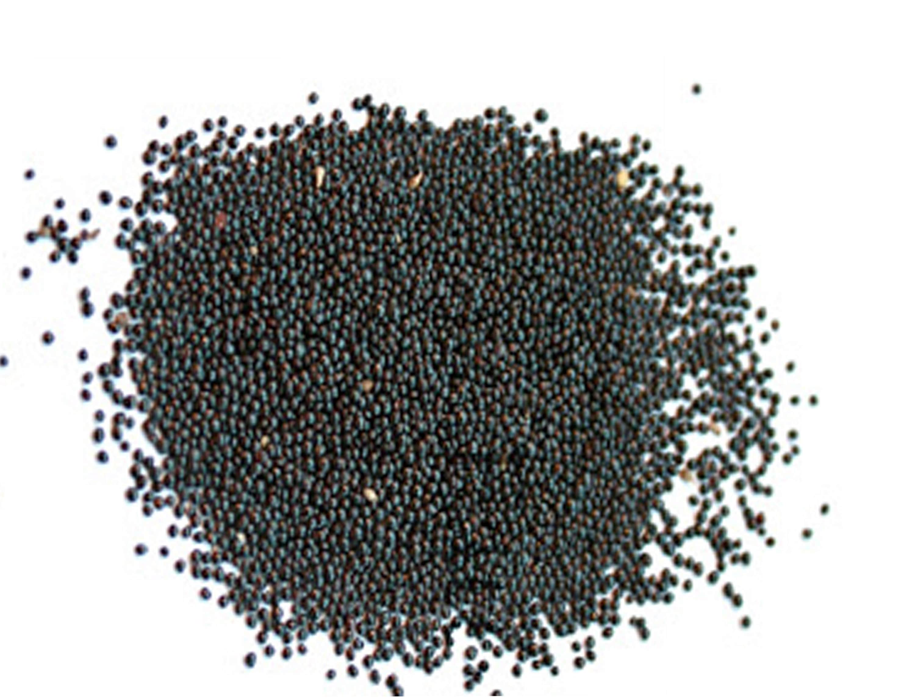 400 Green Amaranth seeds Green Amaranth seeds Amaranthus Etsy