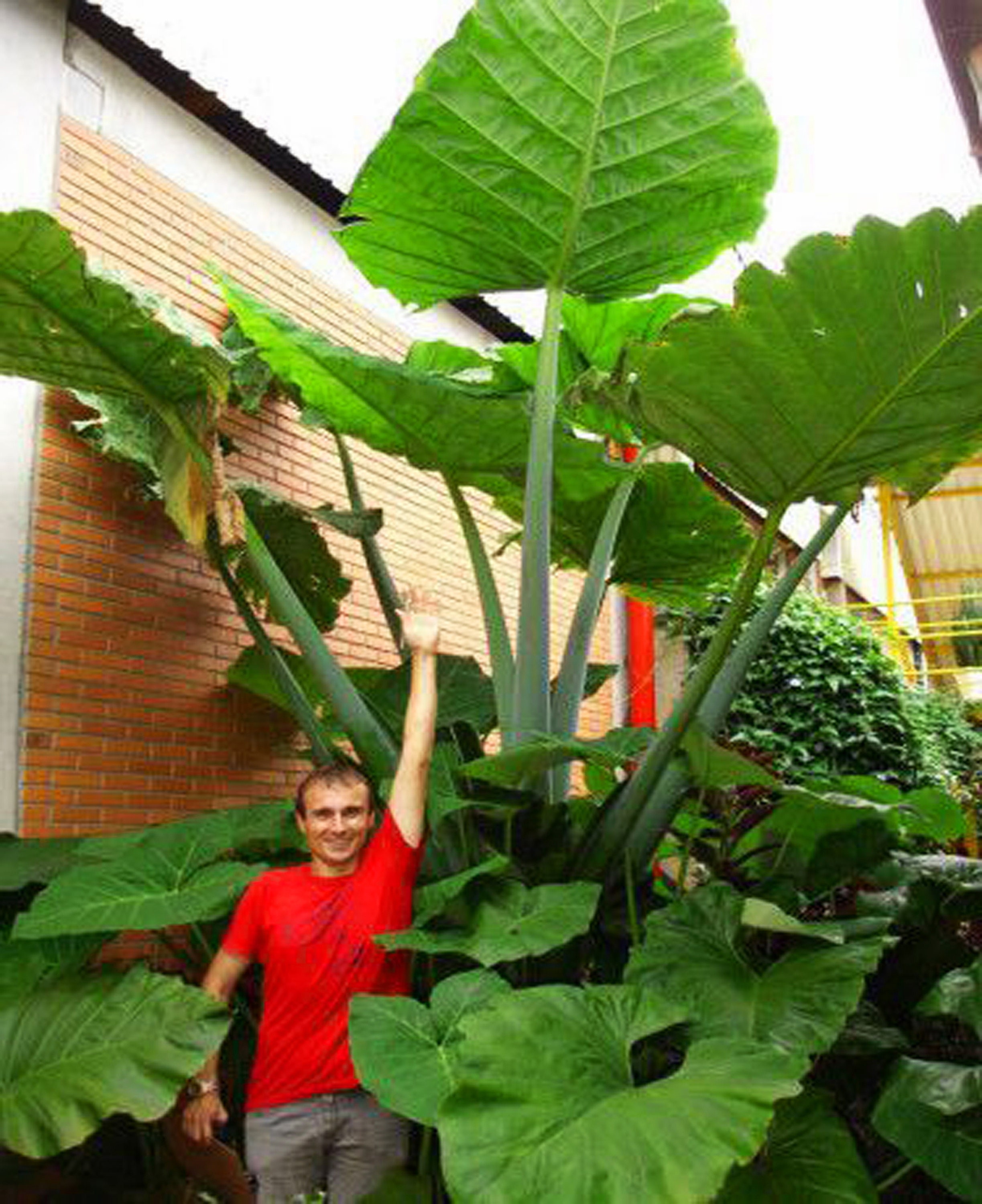 GIANT Elephant Ear Bulbs - Colocasia | Upright Alocasia Elephant Ear …