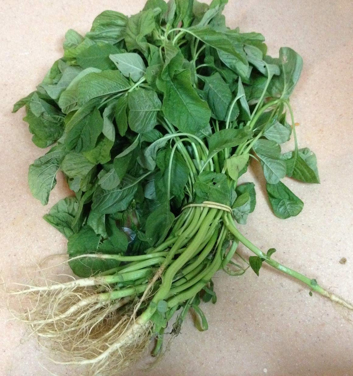 400 Green Amaranth seeds Green Amaranth seeds Amaranthus Etsy