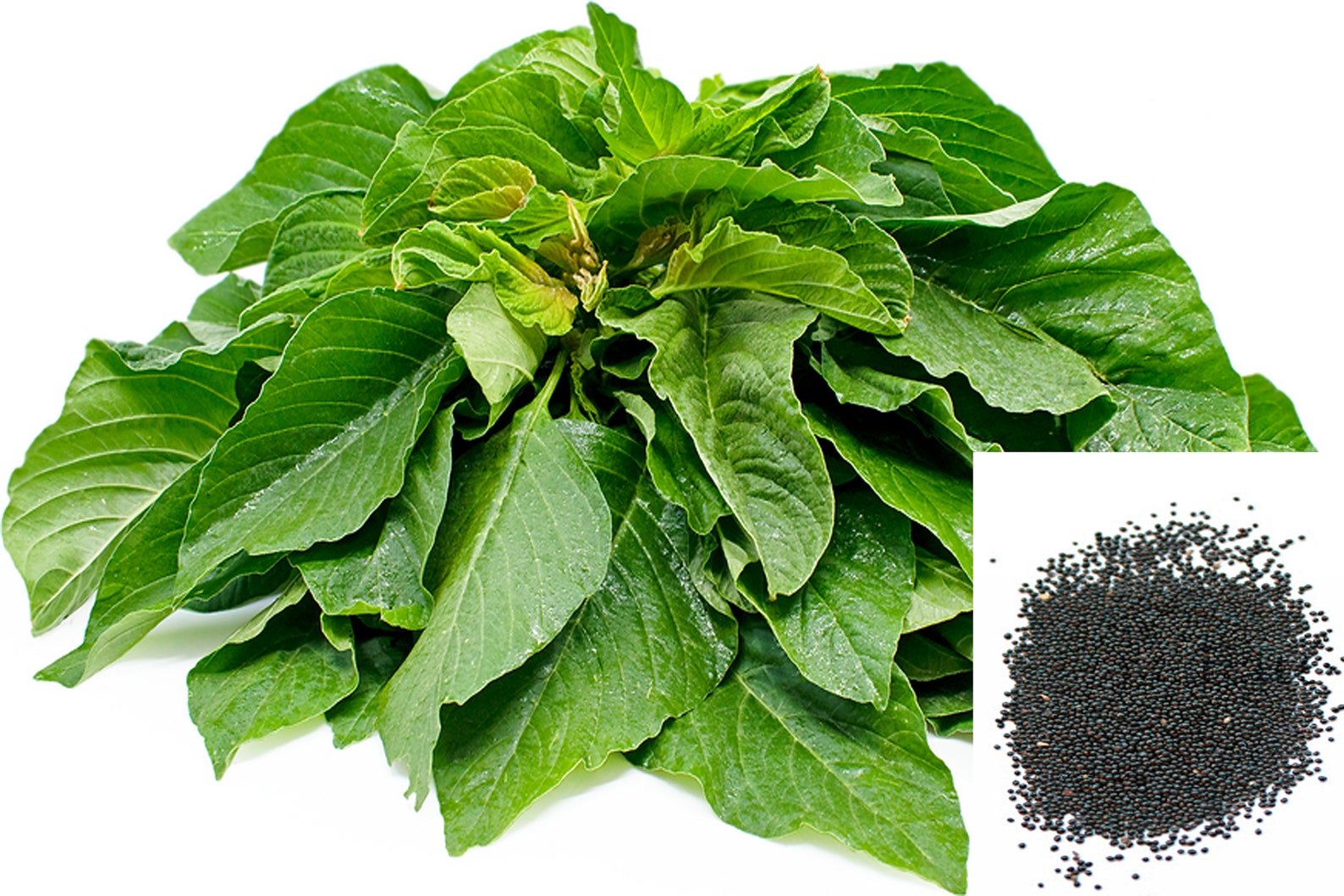 400 Green Amaranth seeds Green Amaranth seeds Amaranthus Etsy