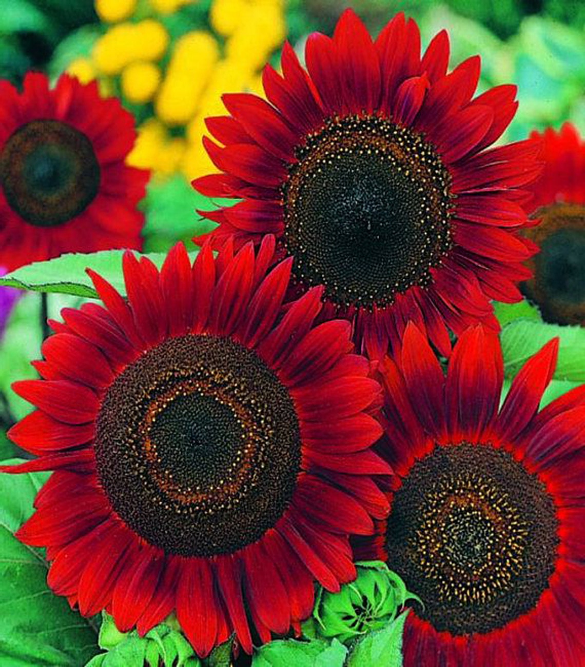 Red Sunflower Seeds Helianthus Annuus Flower Seeds Best Etsy