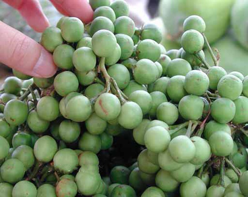100/% Live Egg plant seeds Best seeds for garden Solanum torvum Turkey berry Thai Pea Eggplant devil/'s fig 100 Pea Eggplant Seeds