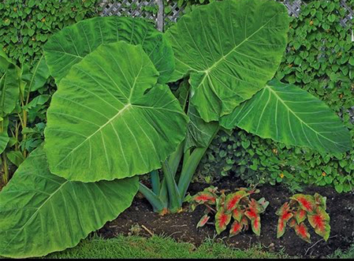 2 Giant Elephant Ear Bulbs Huge Leaf Elephant Ear Bulbs Etsy