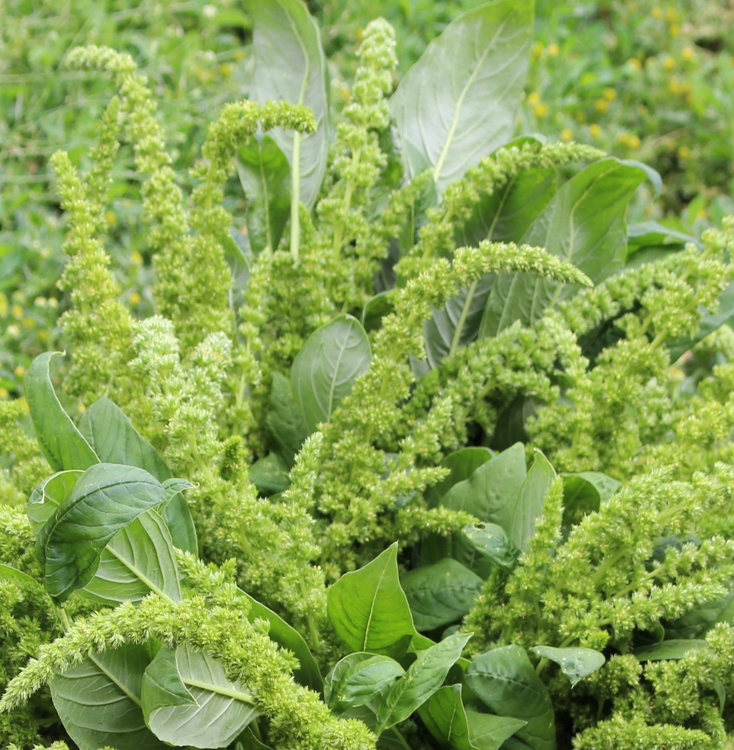 400 Green Amaranth seeds Green Amaranth seeds Amaranthus Etsy