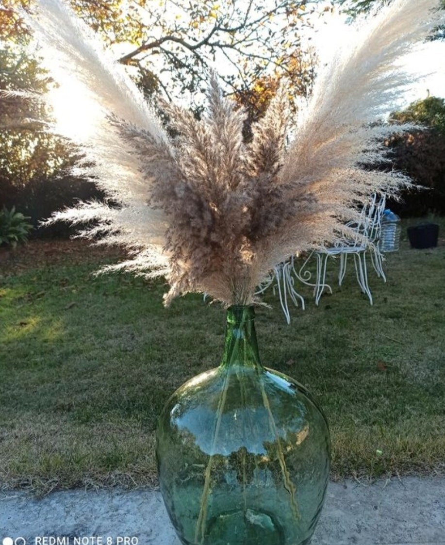 Bouquet de Fleurs Sèche, Pampas Sèches