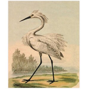 Watercolor Egret Poster, Vintage Picture of White Egret, Seaside Art, Shore Bird Watercolor, Beach House Decor, Lake House Decor