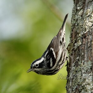 Black and White Warbler Bird Photo Print, Bird Photography, Nature Photography, Bird Wall Art, Wildlife Photography, Square Canvas Print
