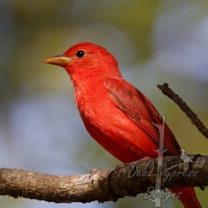 Summer Tanager Bird  Photo Print, Bird Photography, Nature Photography, Bird Wall Art, Wildlife Photography, Square Canvas Print