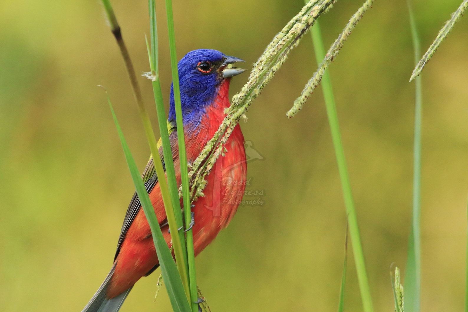 Painted Bunting Eating Seeds Photo Bird Photography Wildlife Etsy