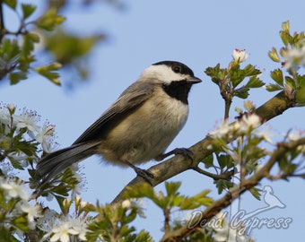 Carolina Chickadee Print, Bird Photography, Nature Photography, Bird Wall Art, Wildlife Photography, Square Print, Nature Wall Decor