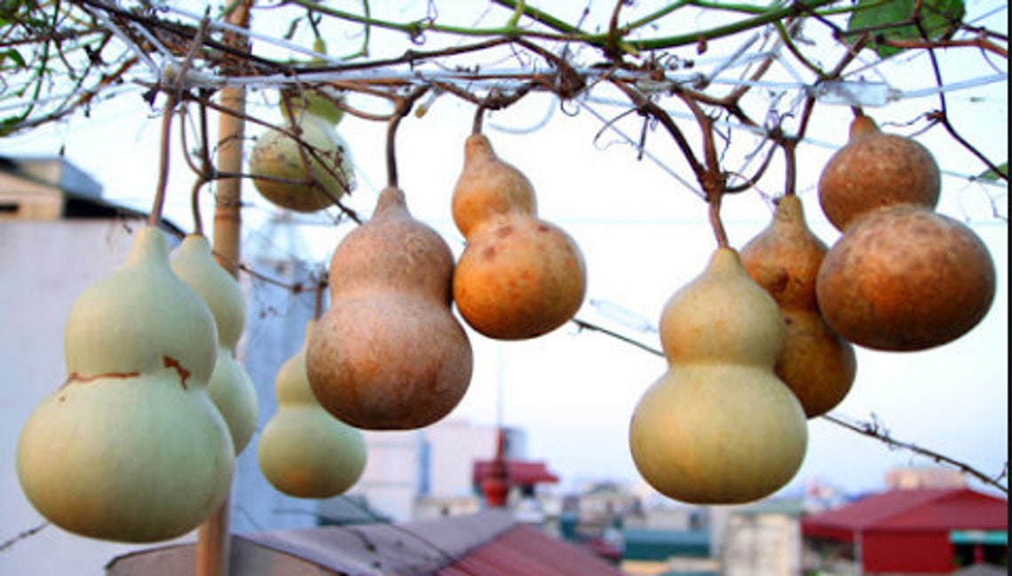 Dried Gourd Fruit Natural Dried Gourd Dried Wine Gourds Etsy