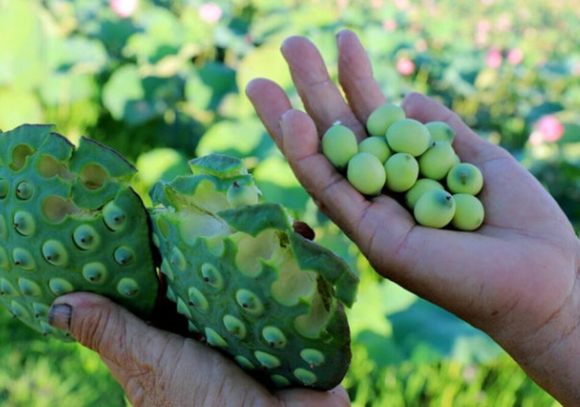 Lotus Embryo Plumule Seed Heart Embryo Nelumbinis Herbal Etsy