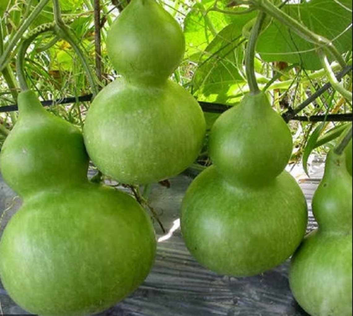 Dried Gourd Fruit Natural Dried Gourd Dried Wine Gourds Etsy