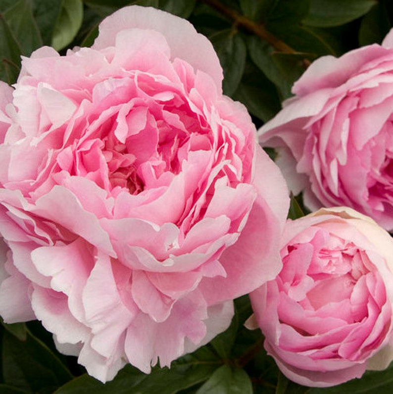 Peony Petalspeony candlefloral candlesoy candlemothers day giftsoy candle
