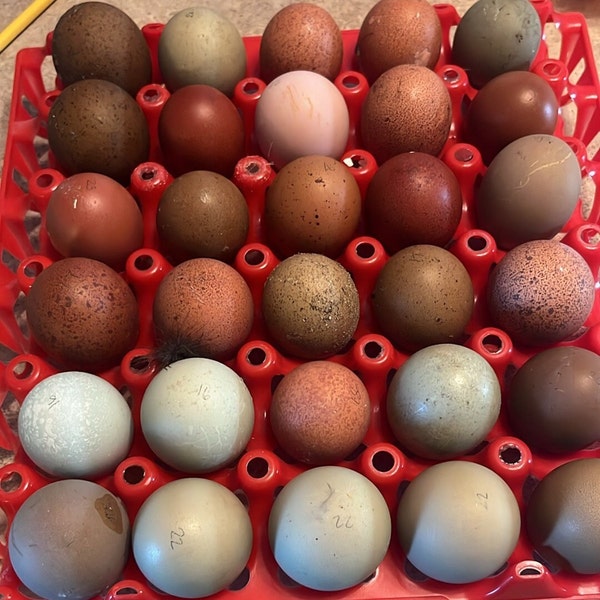 Dark and Bloomy Fresh Fertile Eggs Eat Craft Shells Calcium Hatch Rare Colors