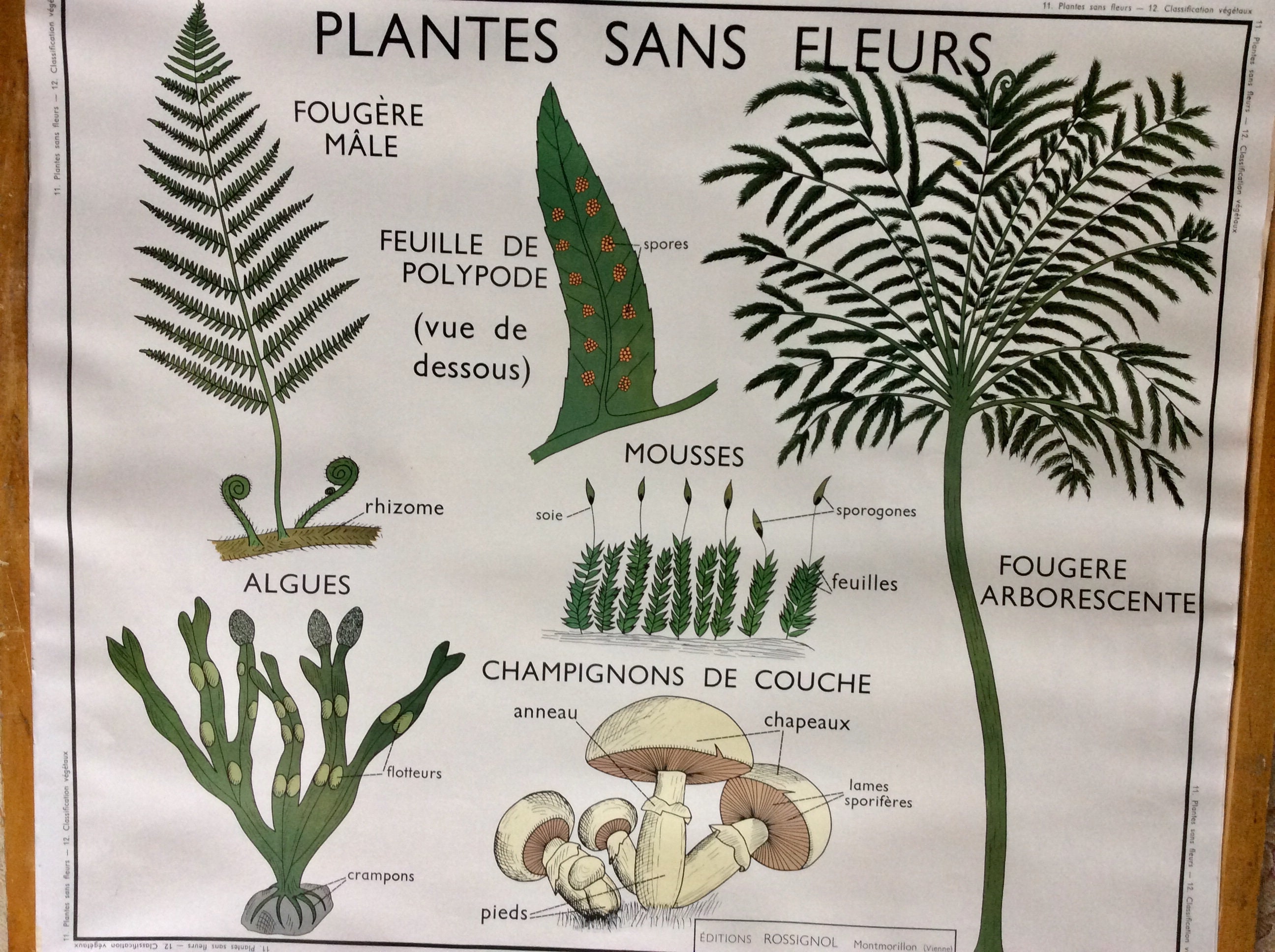 Superbe Français'école Affiche à Double Face de Plantes Sans Fleurs et sur Le Côté Inverse Classific