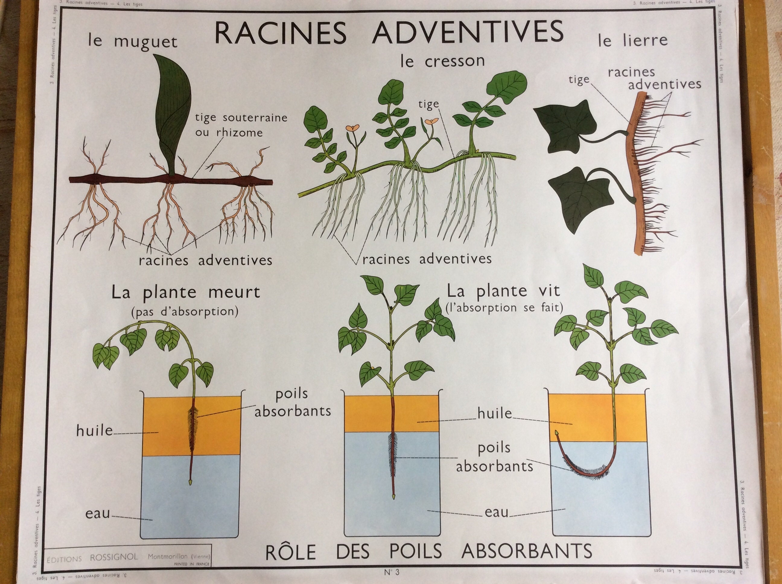 Superbe Grande Originale Des Années 1960 Français'école Affiche de Racines Plantes et Feuilles Mur S