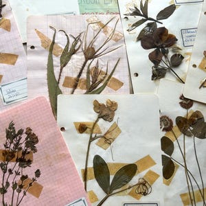 NUEVO STOCK 10 tarjetas pequeñas Colección de flores secas de Herbiers de flores secas de Herbier francesas de los años 60 Efímeras