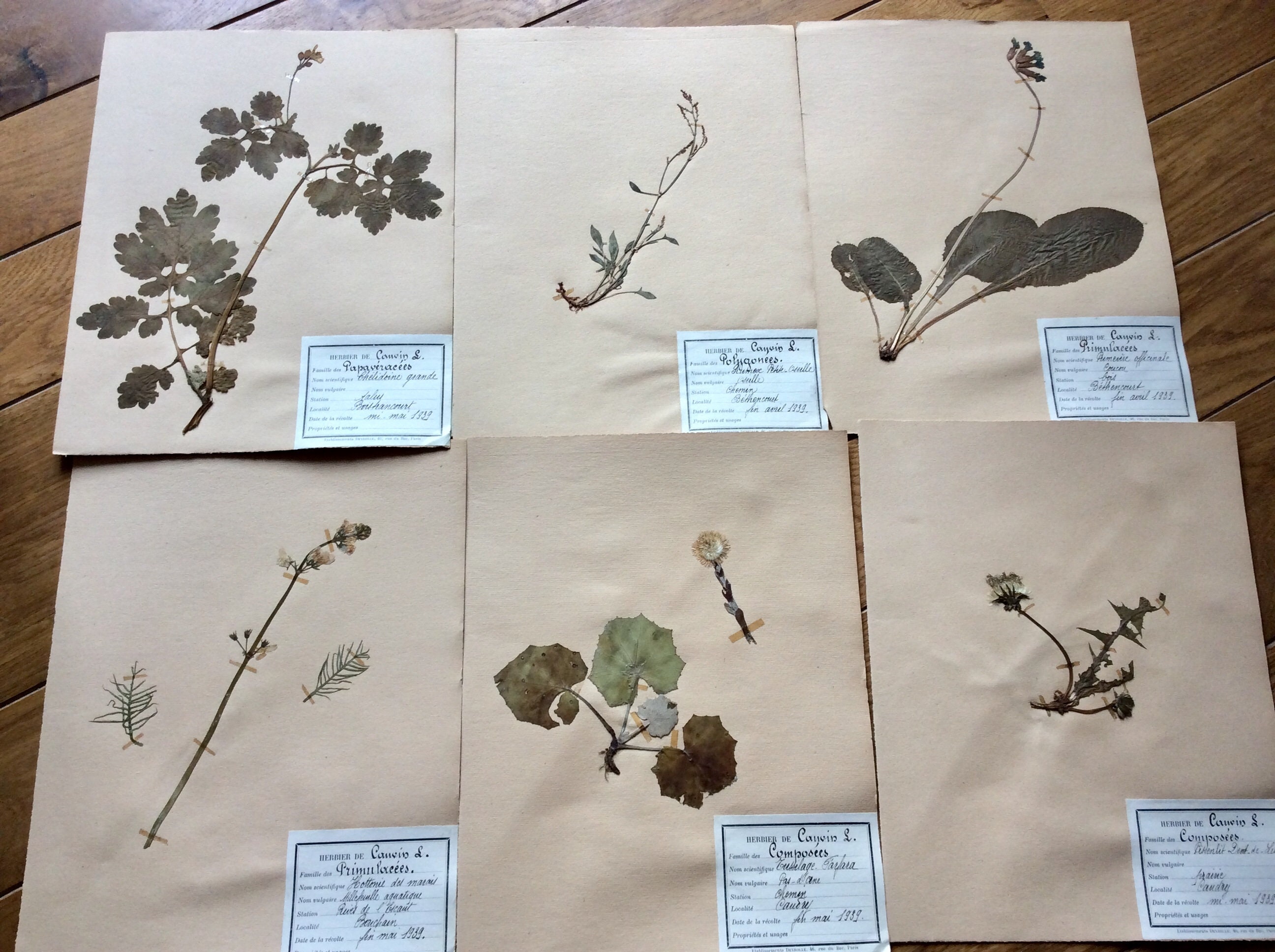 En Attente Pour Kim Original Étonnamment 1939 Collections de 6 Français Herbier Fleurs Séchées Grain